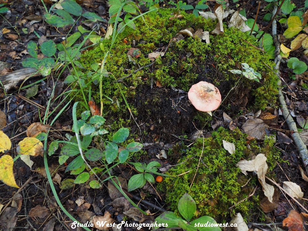 The forest floor supports many different forms of plants