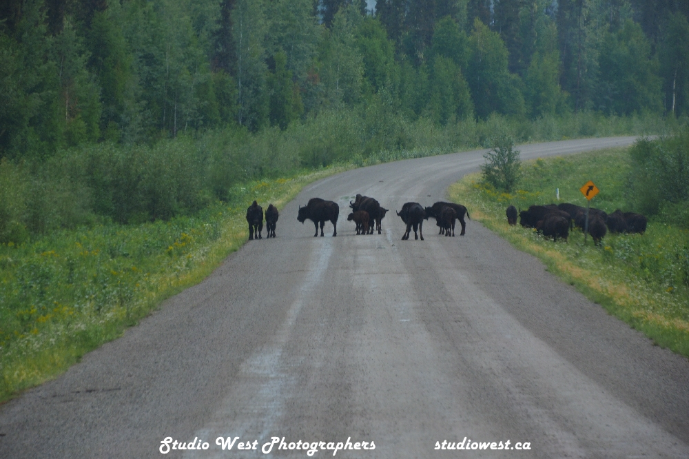 These Bison are not intimidated by vehicles and will move when ready, so you wait.