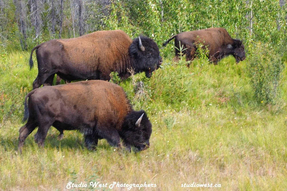 as we learned the proper name is Bison not Buffalo.