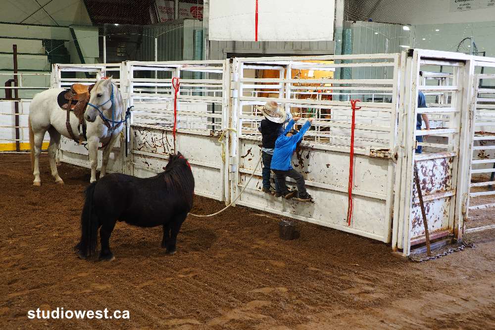 Checking upout the bucking chutes. this is not their first rodeo.