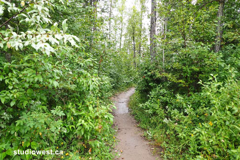 One of the river trails leading to the walk in tent camping sites. Beautiful even in the rain.